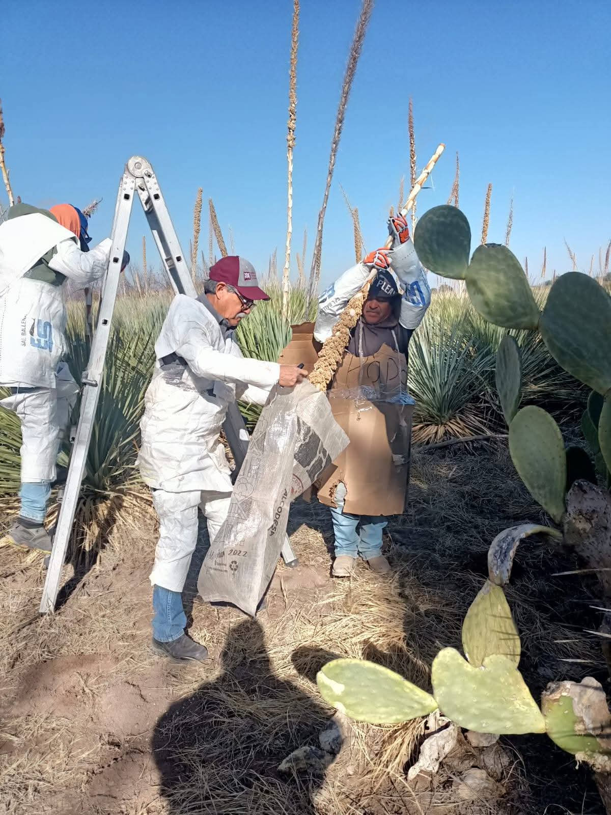 Facultad de Agronomía realiza recolección de semilla de sotol en la Huerta Sotolera