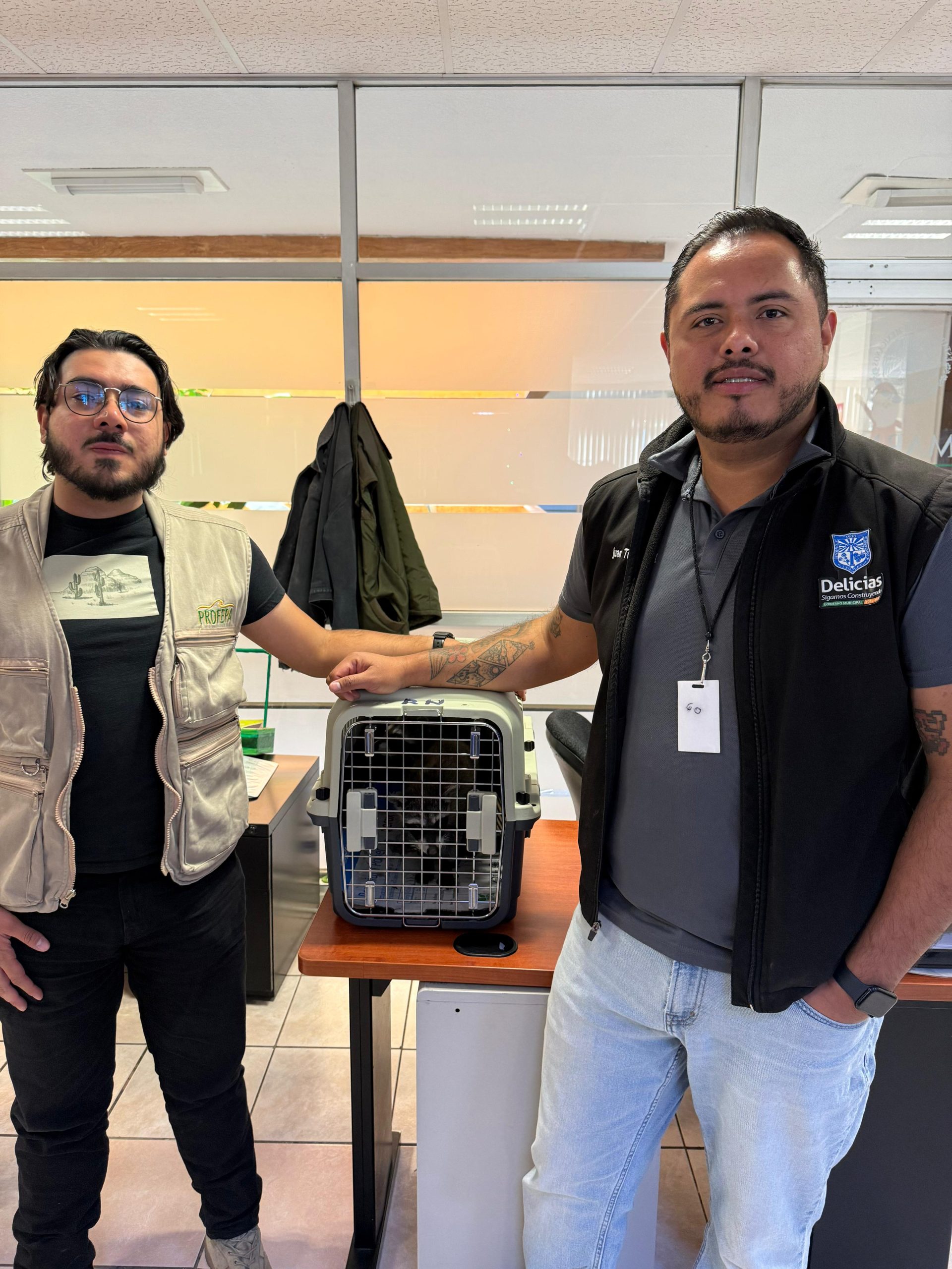 Canalizan a Profepa dos mapaches rescatados en Delicias