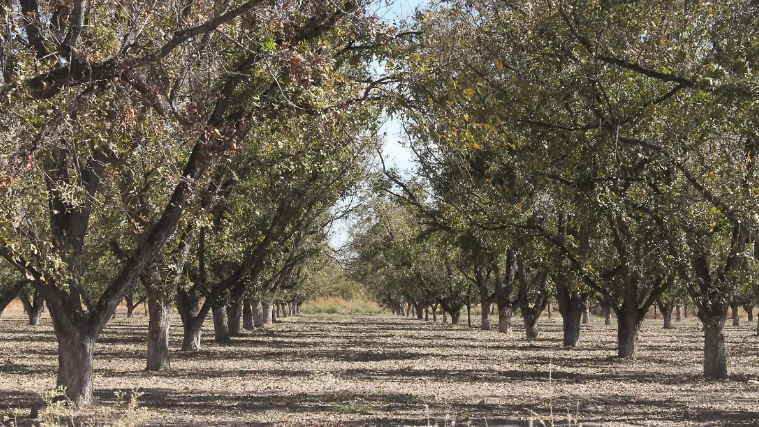 Déficit de horas frío amenaza la producción de nuez en la región centro-sur