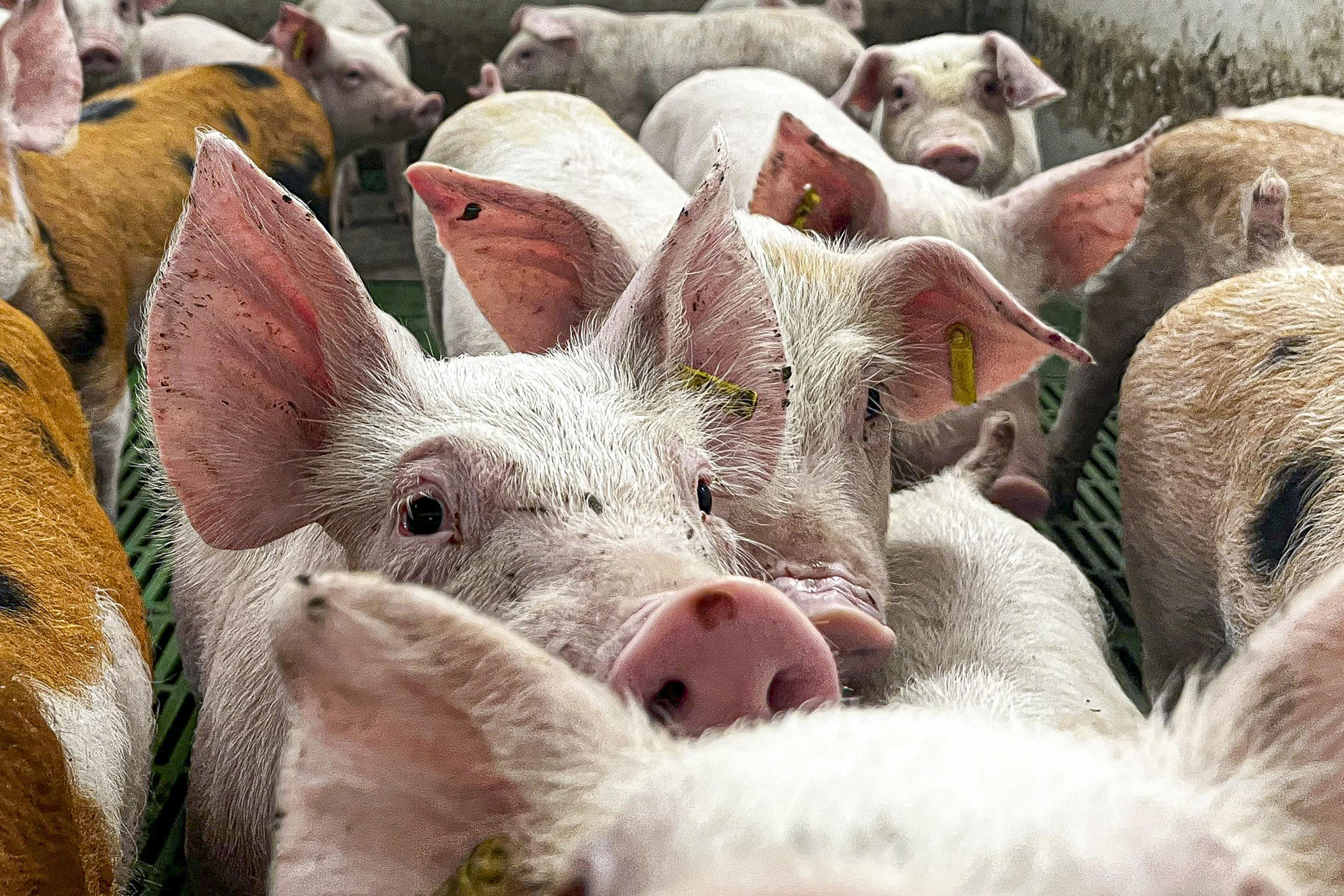 Miles de cerdos sacrificados y pérdidas millonarias por la peste porcina en la Unión Europea