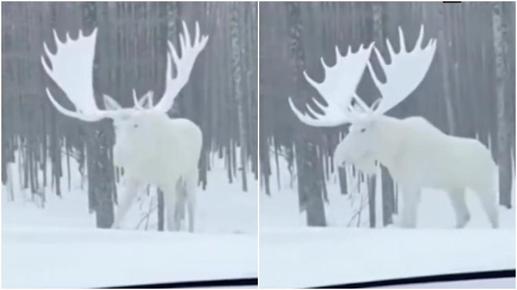 ¿Es un patronus? Captaron alce totalmente blanco