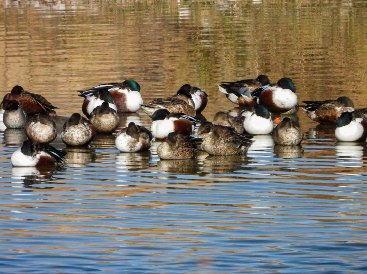 Visualizan más de 120 especies en Meoqui en 6to conteo Latinoamericano de Aves Urbanas