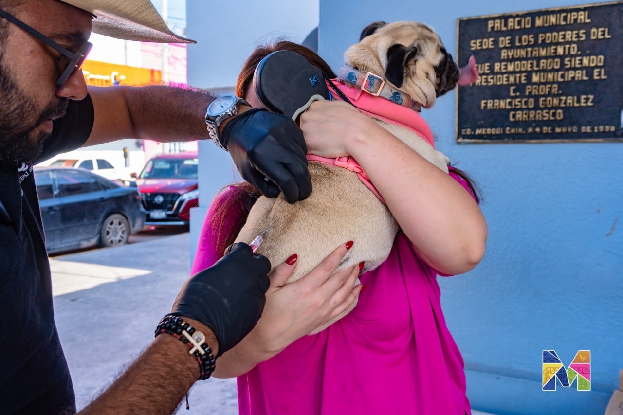 Se mantiene en Meoqui campaña de vacunación antirrábica y desparasitación gratuita para mascotas de forma permanente