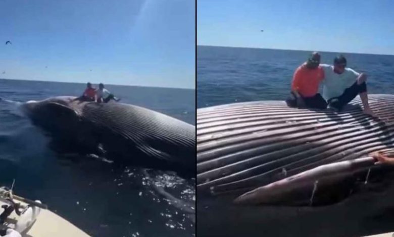 Pescadores ebrios posan sobre una ballena muerta y desatan indignación por el riesgo de explosión