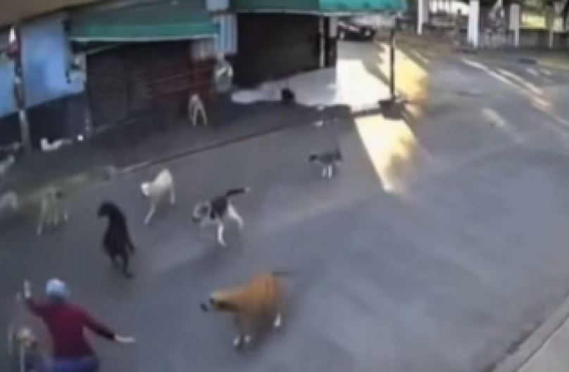 15 perros ATACAN brutalmente a abuelita de 79 años que caminaba por la calle… ¡todos eran del mismo dueño!