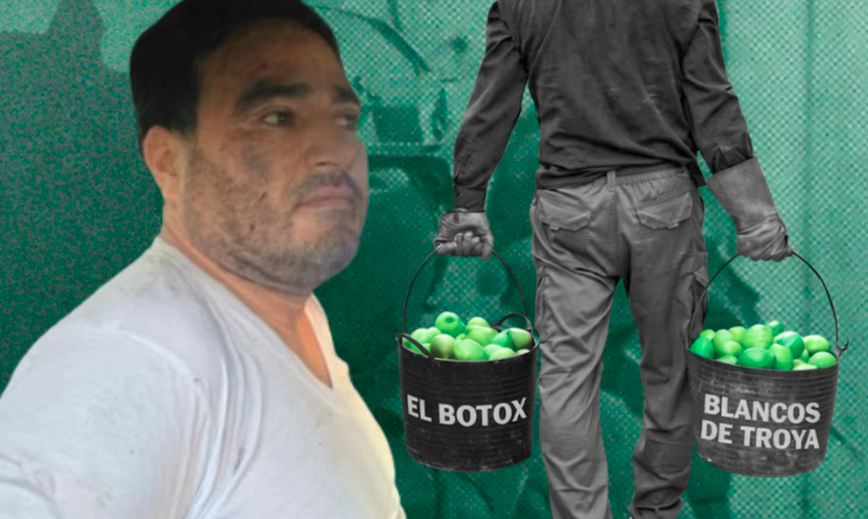 De autodefensas a franquicia criminal: Los Blancos de Troya, el grupo que extorsiona a limoneros en Michoacán