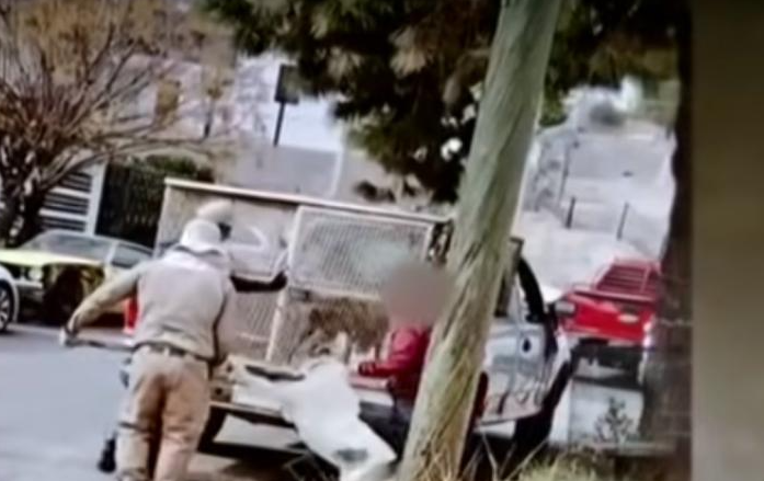 Mateo, un niño de 8 años, fue atacado por dos perros cuando iba a la tienda