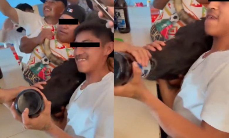 Sujetos arrastran a toro al interior de un bar para emborracharlo por “tradición” en Yucatán