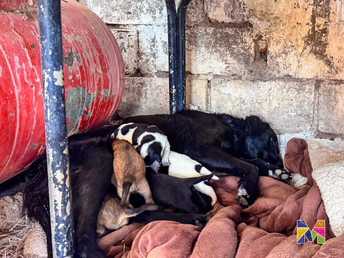 Rescata Gobierno Municipal de Meoqui a perrita que cayó en trampa en la comunidad de El Cuervo