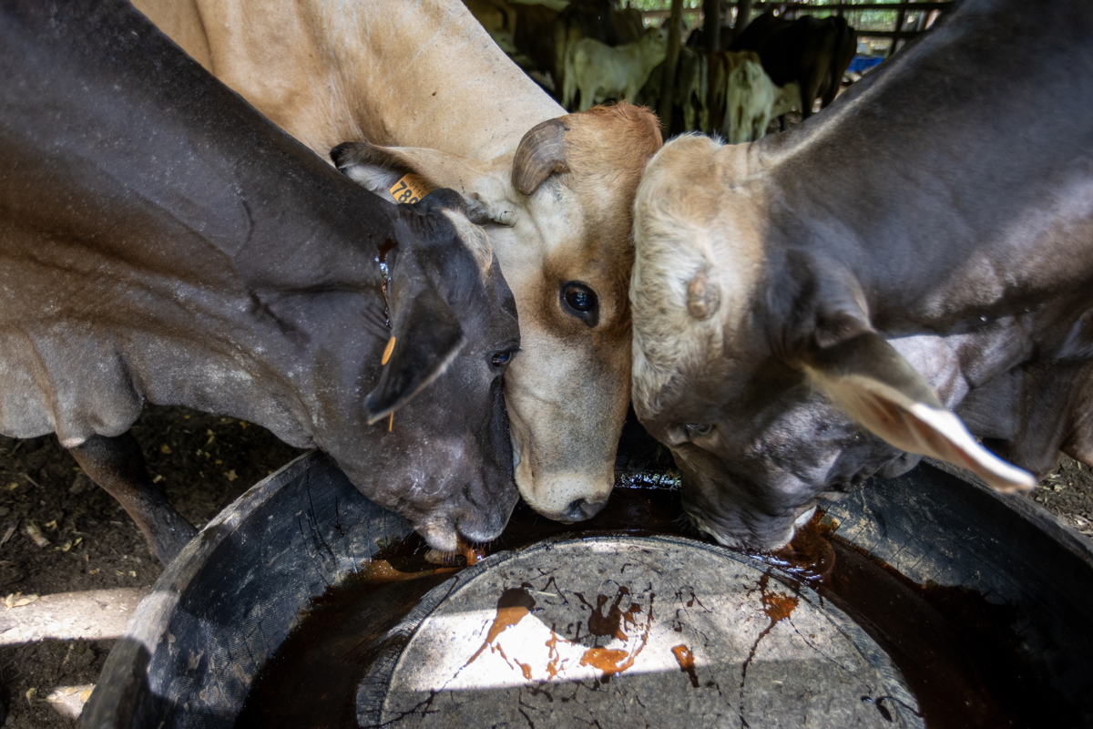 México suma 14 mil 321 casos de gusano barrenador y acelera esfuerzos entre bloqueo de EE.UU.