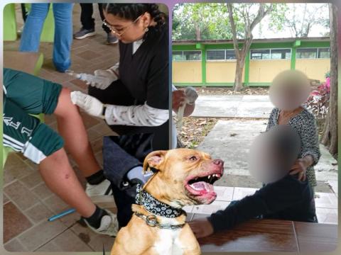 Pitbulls ingresan a secundaria y atacan a siete alumnos