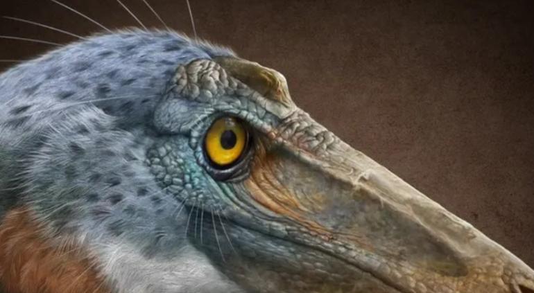 Encontraron fósil de dinosaurio carnívoro en Coahuila