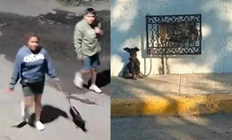 ¡Malditos! pareja abandona a perro; lo dejaron amarrado a un medidor