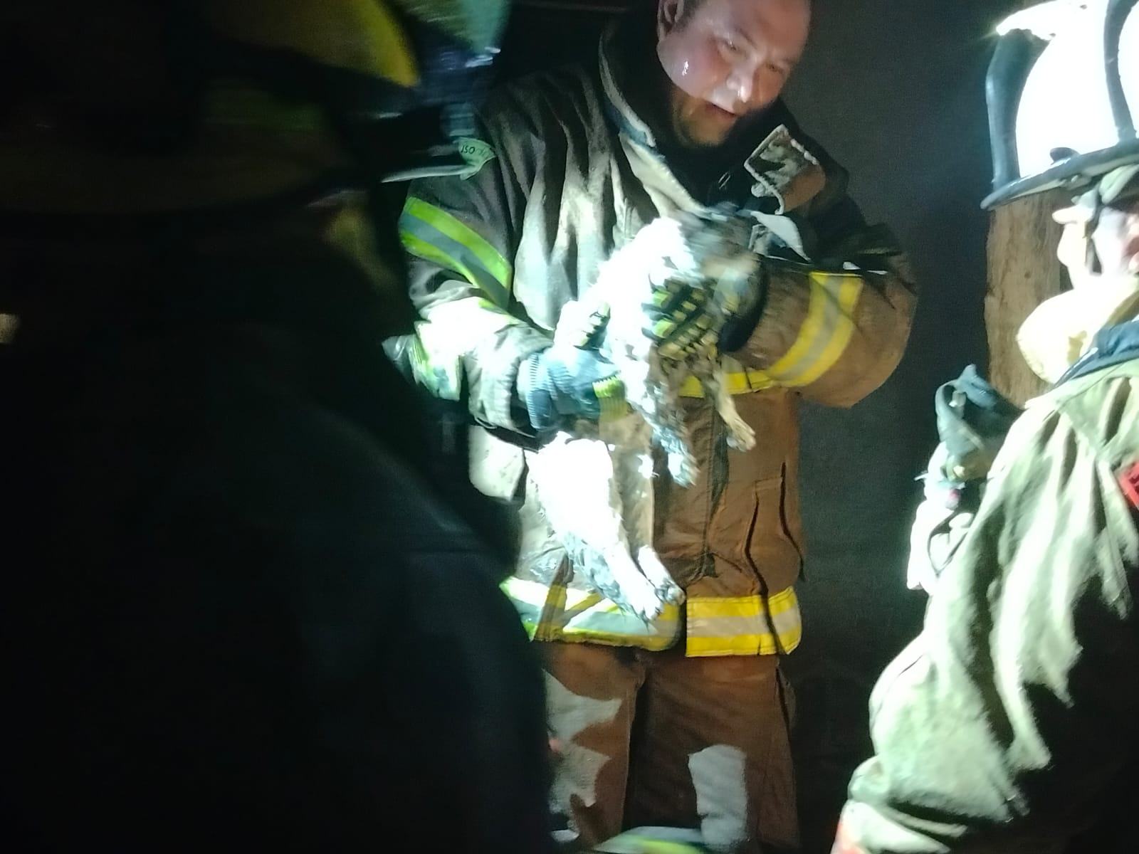 Bombero reanima a un gato tras incendio en la calle 39 sur