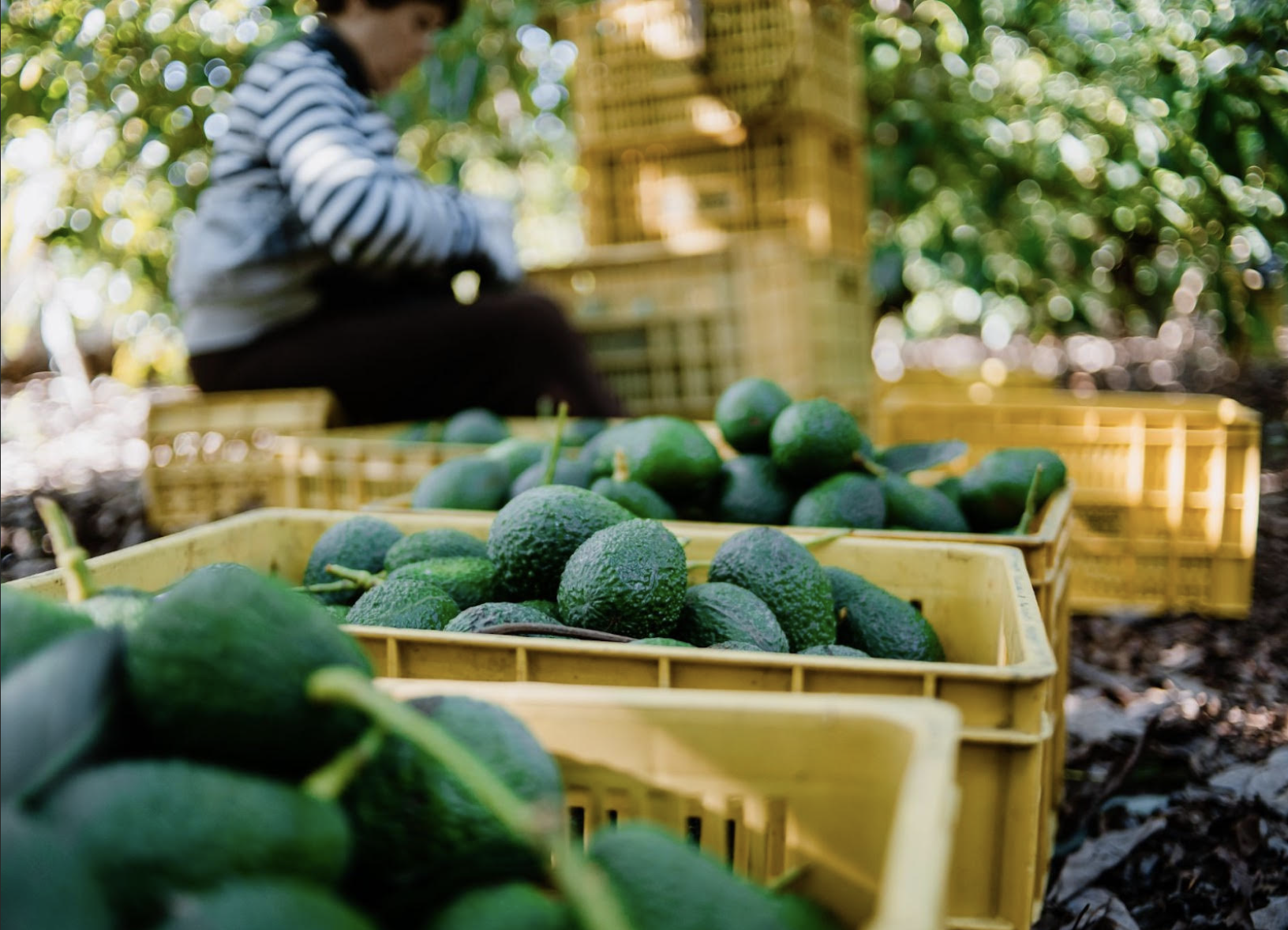 Los aguacateros mexicanos anotan en el Super Bowl