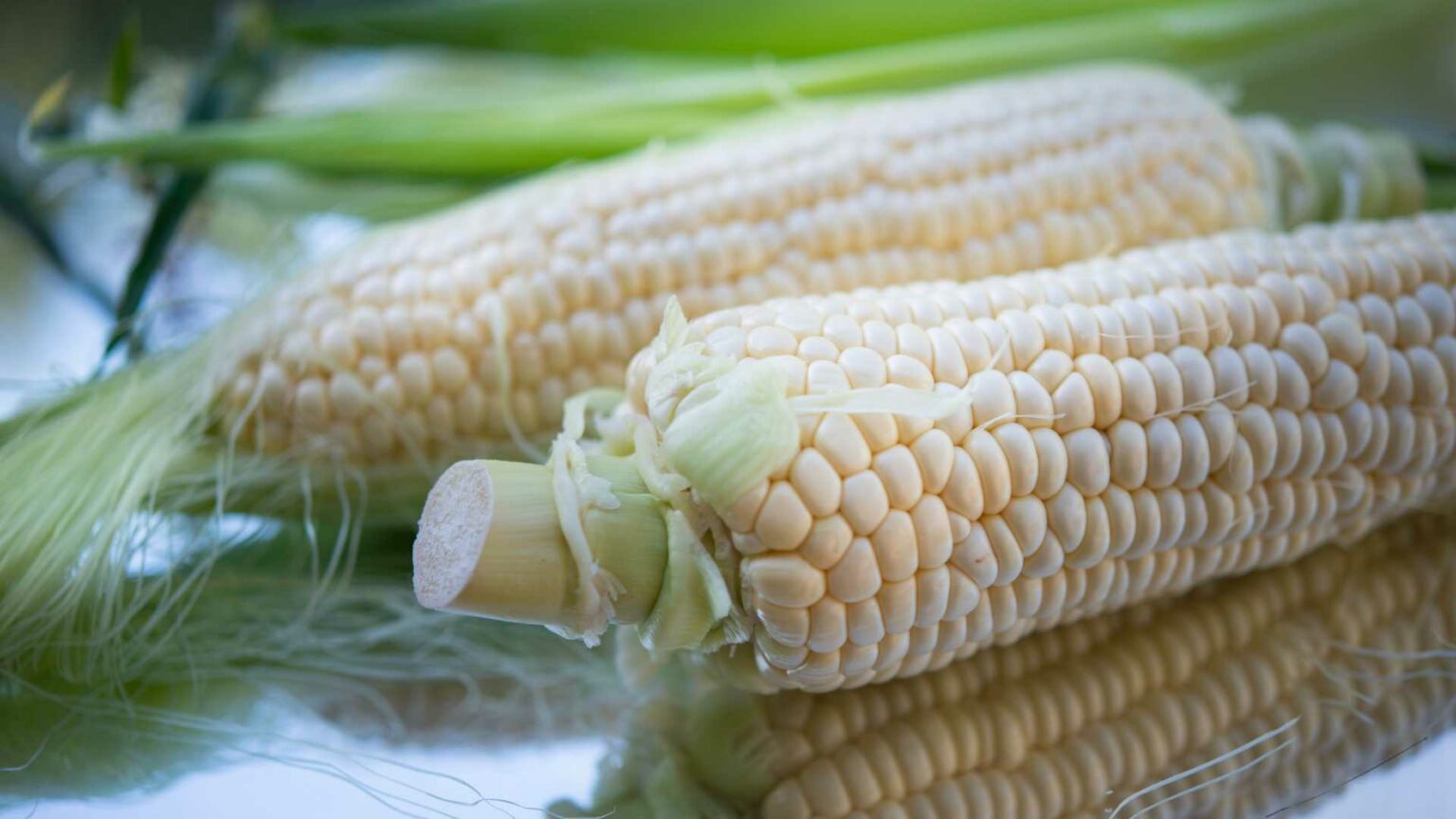 EE.UU. invertirá 40 millones de dólares en centro de mejoramiento de maíz y trigo en México