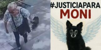 ¡INDIGNACIÓN TOTAL! Liberan a la «mataperros» de Coyoacán tras masacre de mascotas
