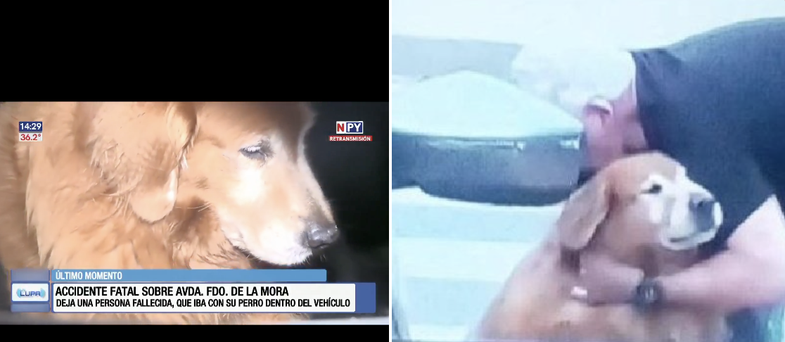 Lealtad incondicional: Perro Golden Retriever se niega a abandonar a su dueño fallecido en aparatoso choque