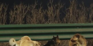 HÉROES DE CUATRO PATAS: Roban a 7 perros para vender su carne; escapan de camión y recorren 17 km para volver a casa