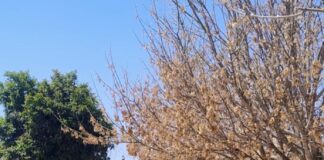 Gobierno de Delicias actúa para erradicar plaga de insectos en árboles de El Pedregal