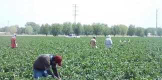 SARAMPIÓN PODRÍA REPUNTAR: Ante llegada de jornaleros agrícolas a la región