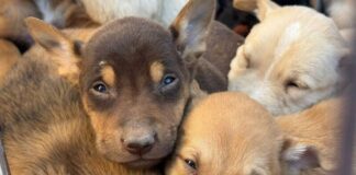 Invita Centro de Rescate Animal a adoptar cachorros