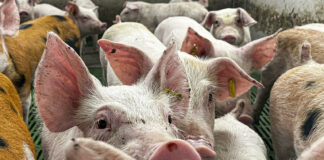 México analizará levantar la suspensión a la importación de carne de cerdo de España