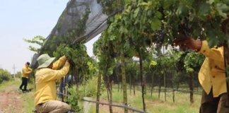 El cultivo de la vid gana terreno en Chihuahua