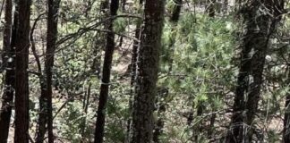 Localizan a hombre sin vida y amarrado en el tramo Creel-San Juanito; activan despliegue de la Fiscalía