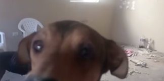 Abandonan a perritos bajo llave y sin alimento; vecinos claman por ayuda tras ver sus condiciones