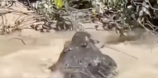 Revelan la verdad tras el aterrador video del reptil devorando a una persona