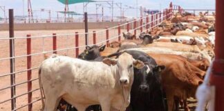 ¡ALERTA GANADERA!: Confirman casos de tuberculosis bovina en el estado; advierten riesgo para la exportación a EE. UU.